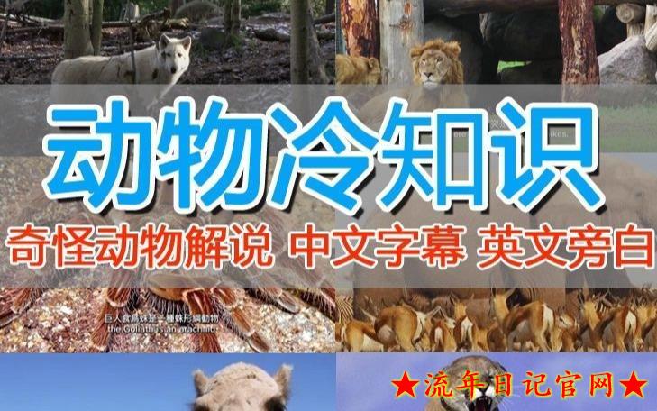 外面卖1699的国外纪录片解说(动物解说、美食、动画片)稳过中视频 外面卖1699的国外纪录片解说(动物解说、美食、动画片)稳过中视频