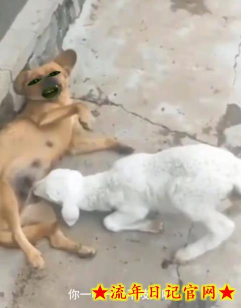 绿幕五官第一人称吐槽搞笑视频制作方法